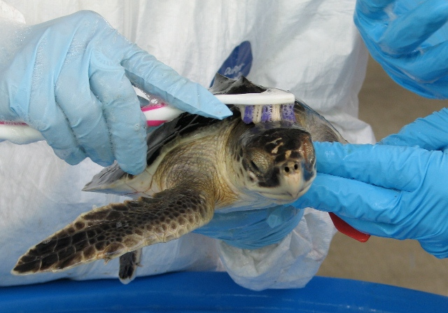 New Magnetic Soap Could Clean Oil Spills With No Suds Left Behind