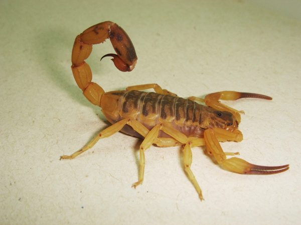 Inflammation Is Likely The Most Lethal Part Of Scorpion Stings, Study Finds