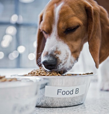 The Chemistry of Kibble