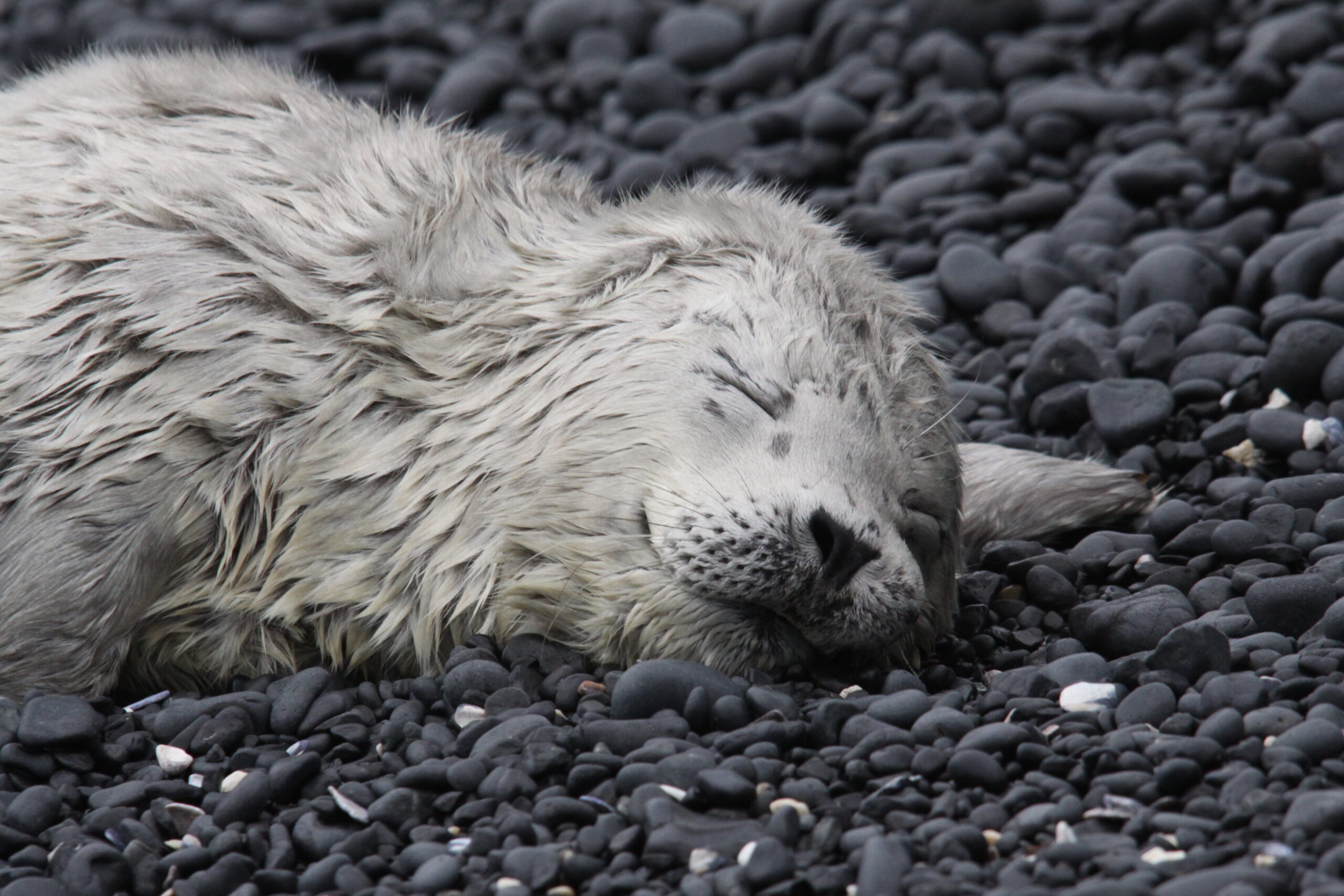 Seal Pup