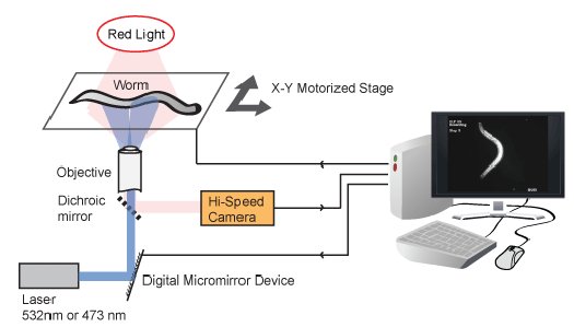 Harvard Scientists Control and Steer Live Worms Using Laser Light