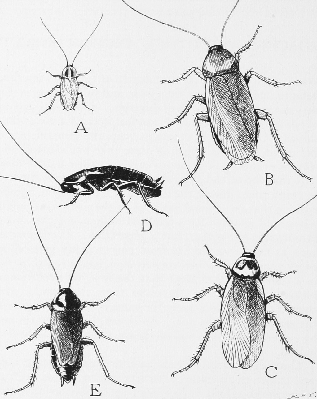 The Cockroach Papers: A Compendium of History and Lore