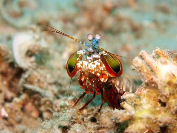 Armor Yourself In The Same Megatough Material As This Boxing Shrimp