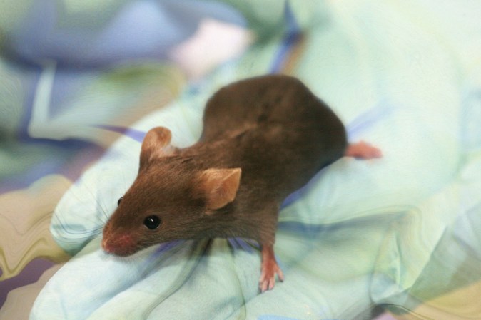 Scientists Can Now Control Mice Brains Wirelessly