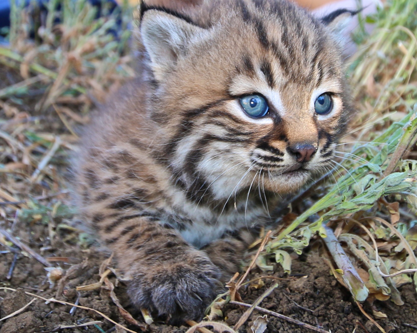 Bobcat Kitten