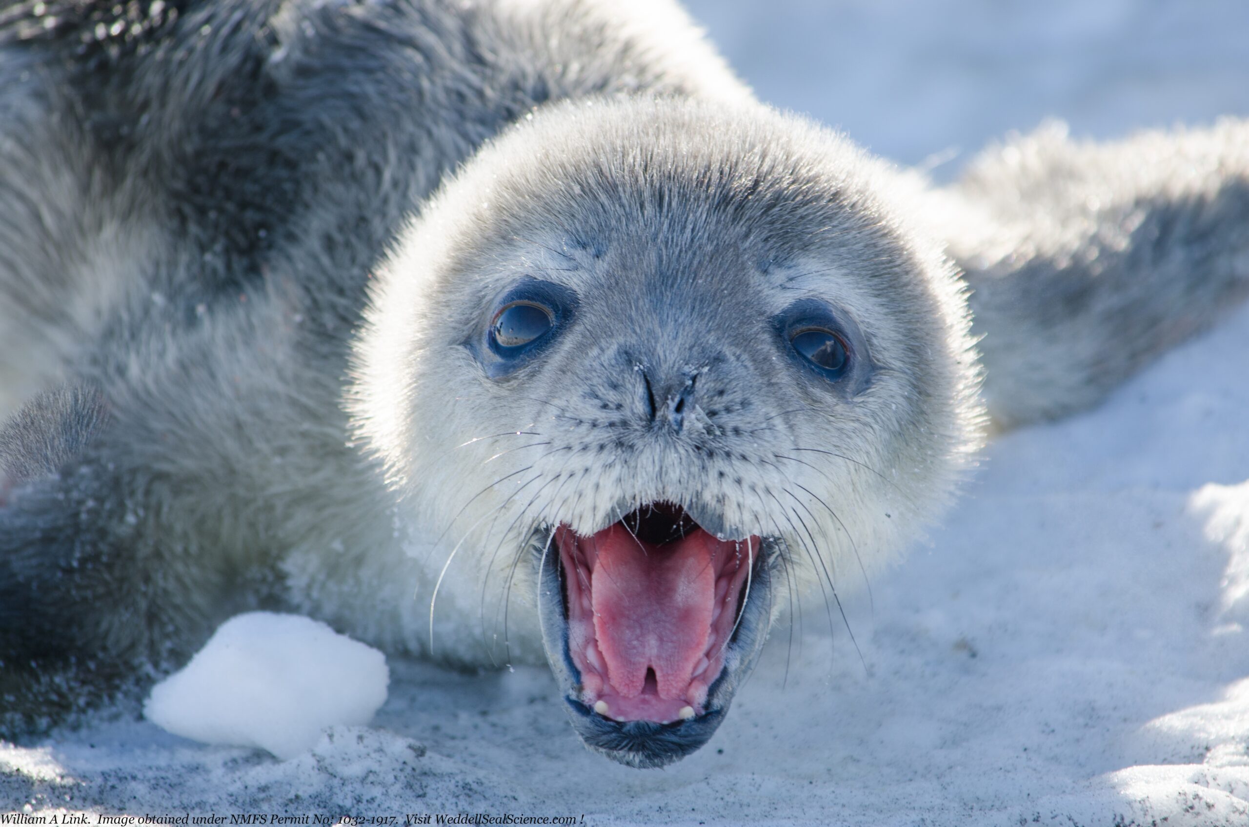 seal pup