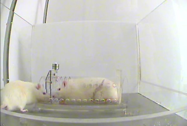 Video: Rats Choose to Liberate Their Jailed Pals, A Sign of Empathy ...