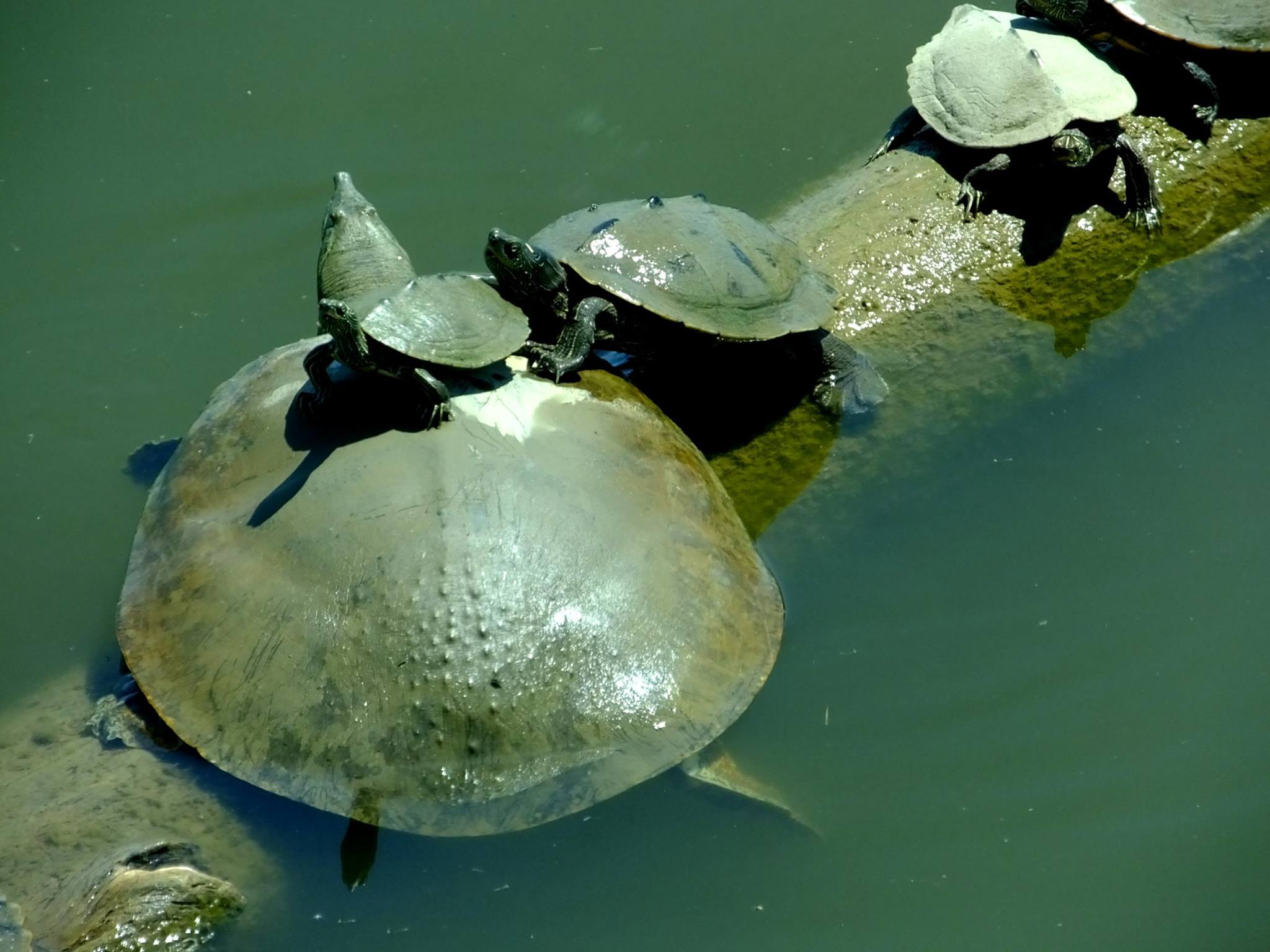 Turtles