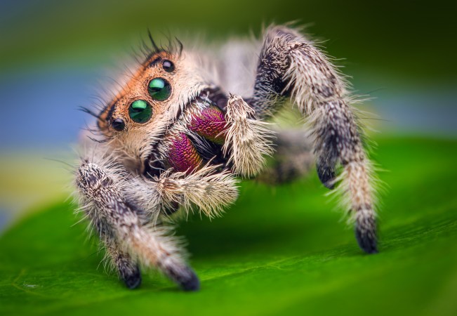Scientists taught a spider how to jump so they can one day do the same for robots