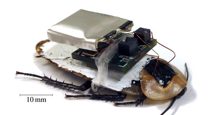Cyborg Cockroaches: How They Work