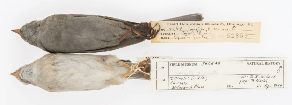 These dirty birds show why we need natural history museums