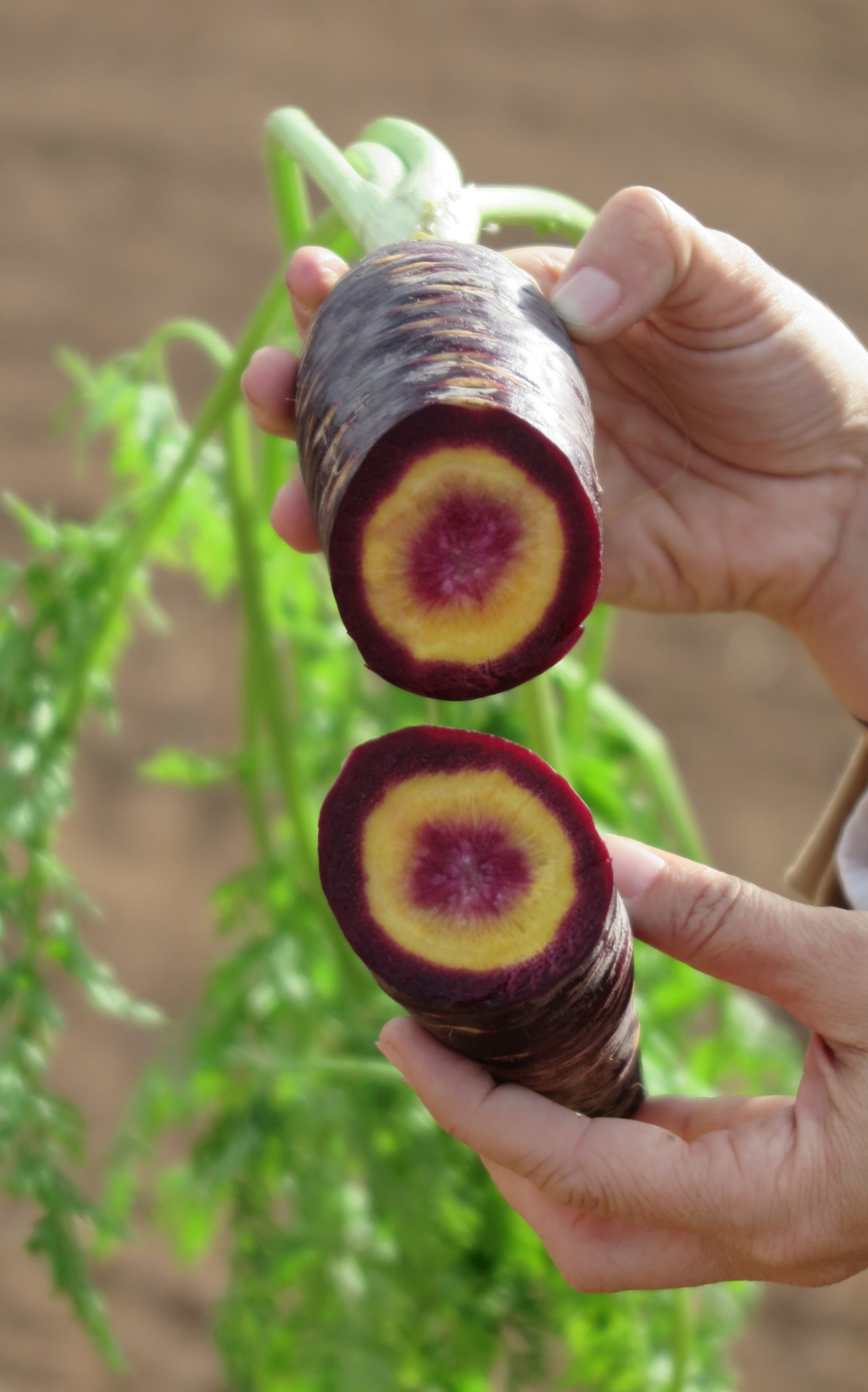 WTF are purple carrots and where did they come from?