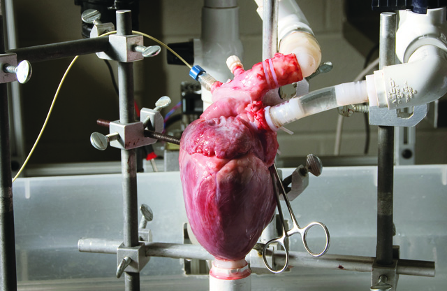 Megapixels: A Living, Beating Pig Heart in the Lab, No Pig Necessary