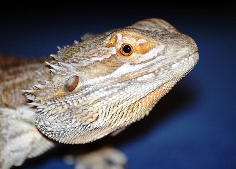 Bearded Dragons Blamed For Salmonella Outbreak