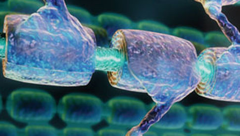 The Essential Guide to Stem Cells