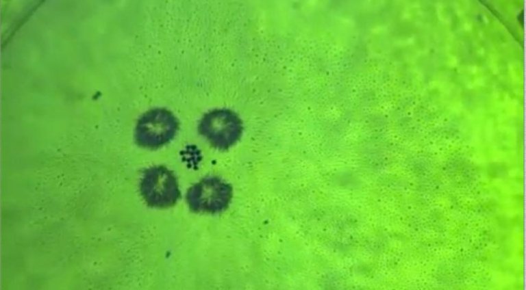 Video: Self-Assembling Microparticle Machines Pick Up and Transport Material, Forming Spontaneous Assembly Lines