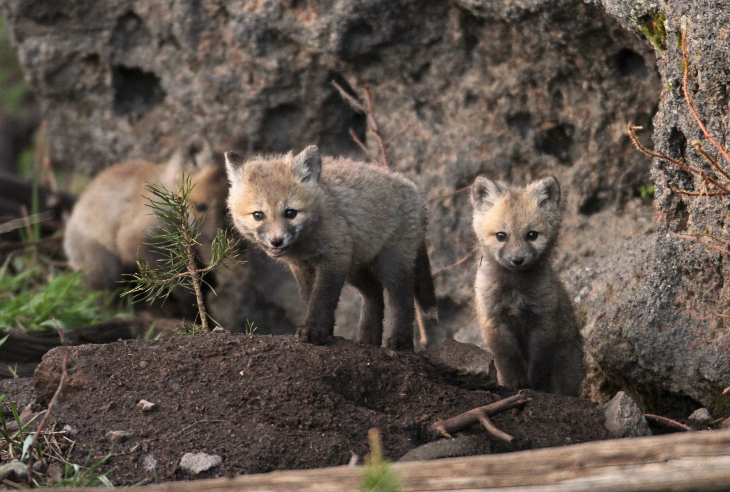 Fox Pups