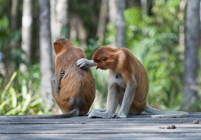 monkeys scratching back