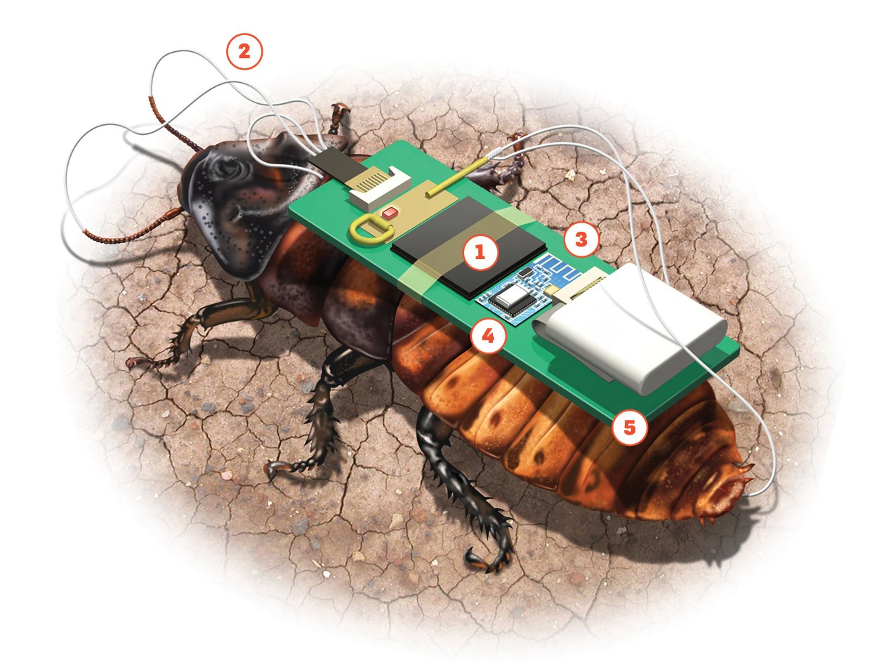 Cyborg Cockroaches: How They Work