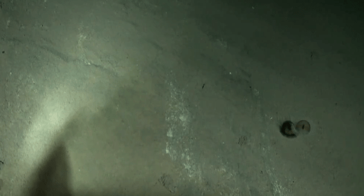 Video: Single-Celled Creatures As Big As Your Fist Found in Mariana Trench
