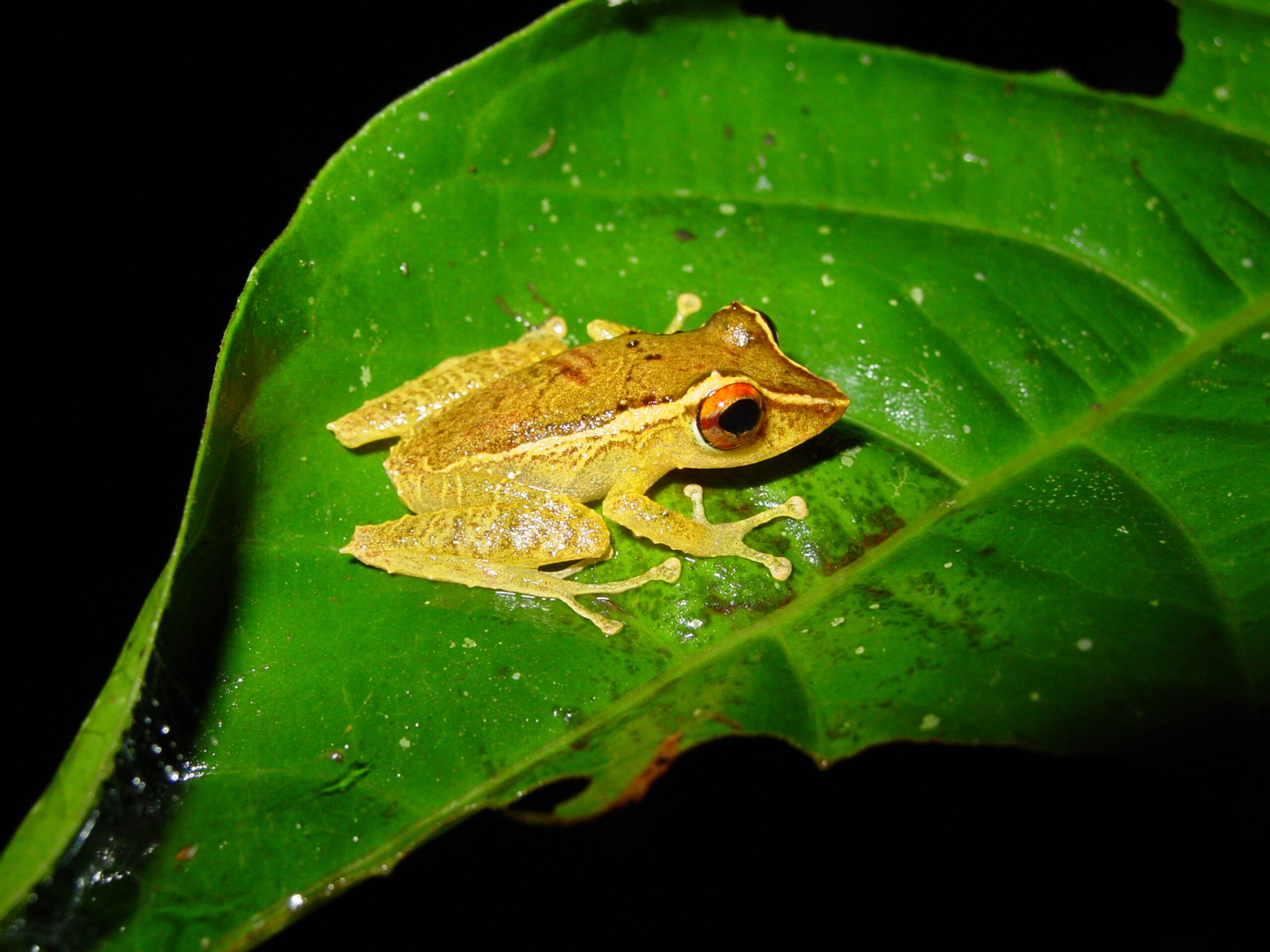Pristamantis Ruidus Frog skin secretions offer the first ray of hope in a deadly fungal ...