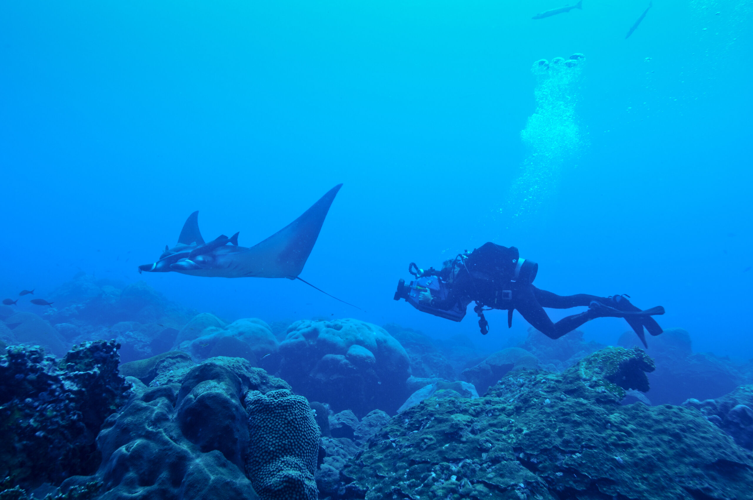 Juvenile manta ray with diver at Flower Garden Banks National Marine Sanctuary.