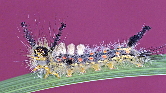 Colombia Plans To Fight Cocaine With Hungry Caterpillars