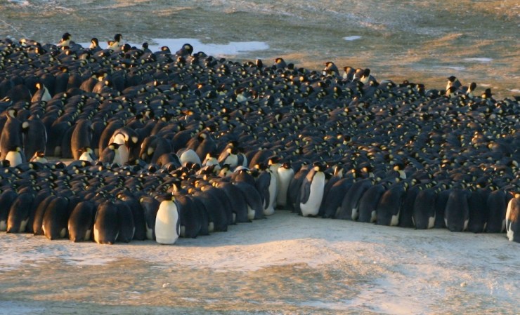 As Lower Levels Melt, Penguins Climb Ice Cliffs To Breed