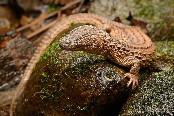 These lizards are the holy grail of herpetology—they're also targets in ...
