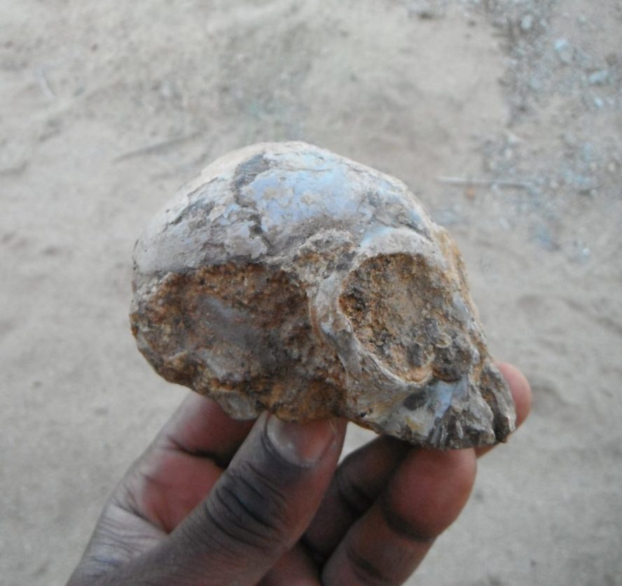 A 13 million year old skull could show us what our ancestors looked like