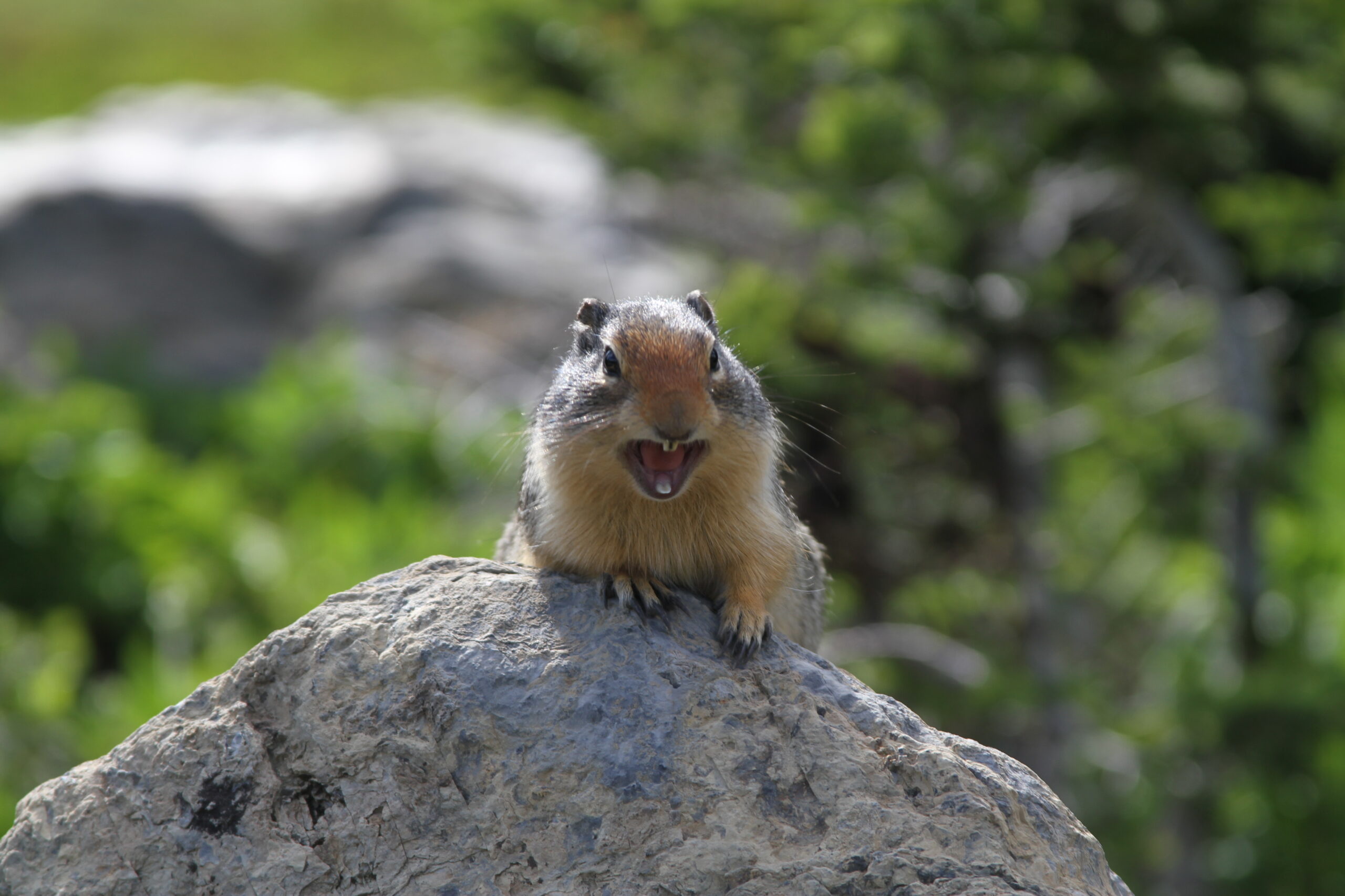 Ground Squirrel