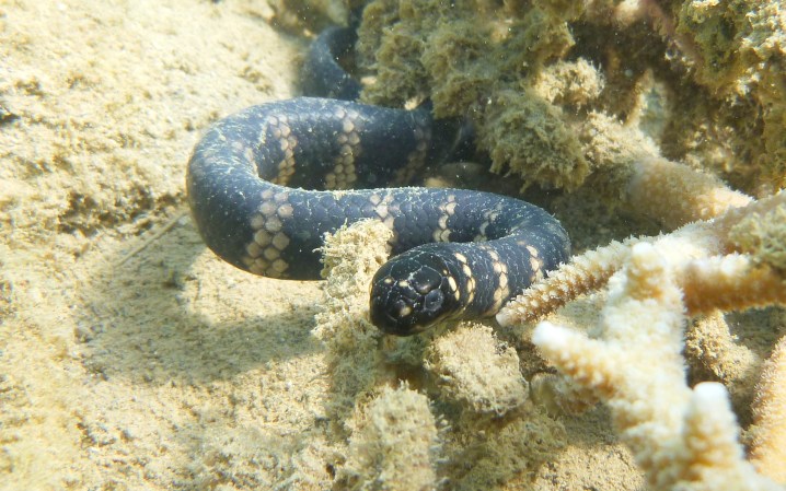 Some sea snakes may not be colorblind after all