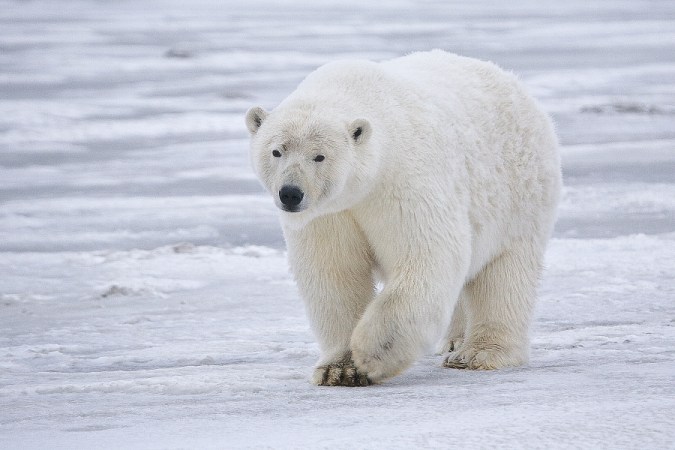 Toxic mercury levels are actually declining in Alaskan polar bears—but that’s not as great as it sounds