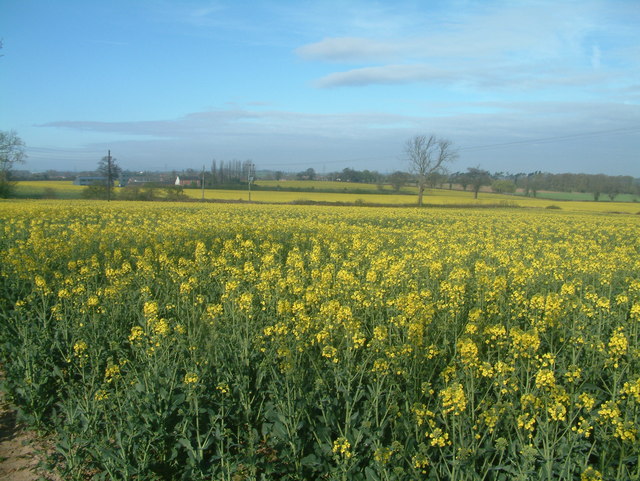 ARPA-E’s PETRO Program Plans to Create Better Biofuel Crops, Cutting Costs in Half