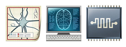 Digital Rat Brain Spontaneously Develops Organized Neuron Patterns
