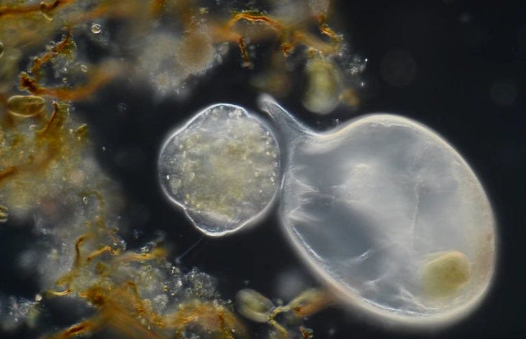 These Are The Winners Of The Nikon Small World Video Contest