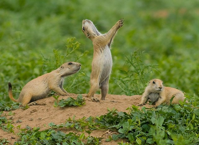 Prairie Dogs