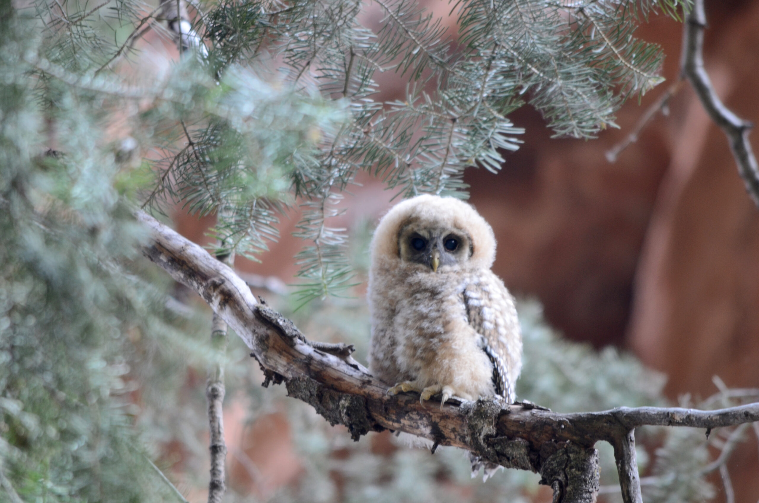 Owlet