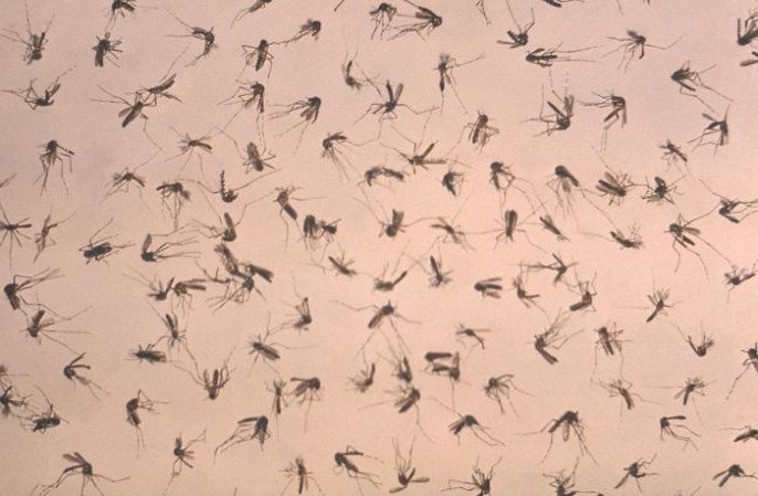 Four Non-Travel Zika Cases Under Investigation In South Florida