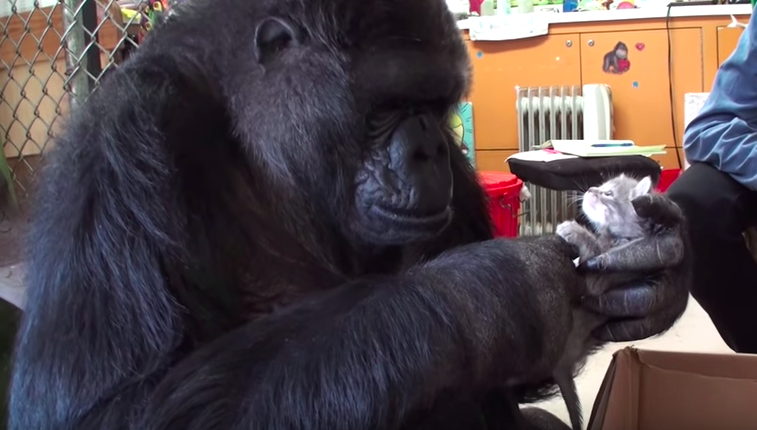 Koko The Gorilla Gets Two Kittens For Her 44th Birthday