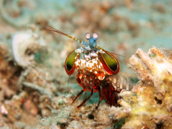 Baby mantis shrimp punch their prey with superior strength