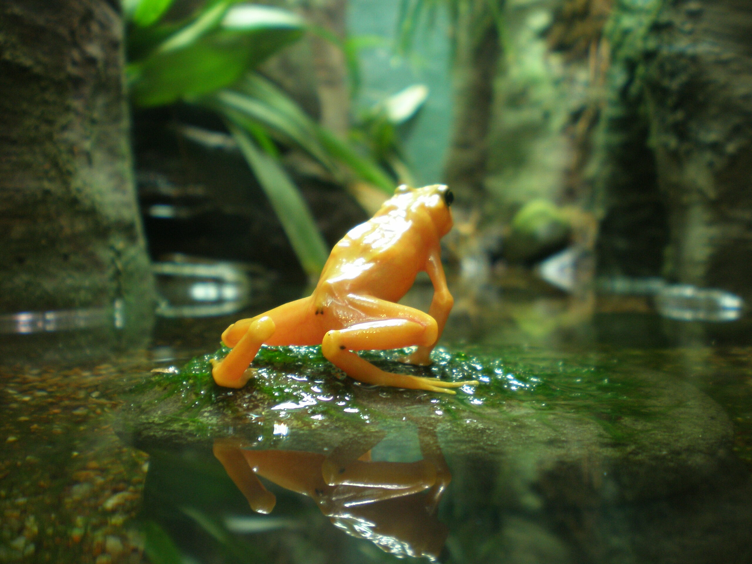 golden poison arrow frog