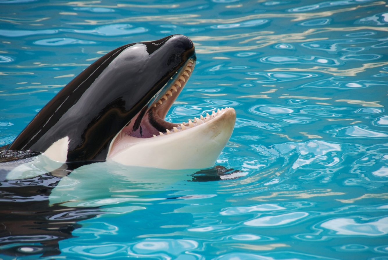 Listen to this orca saying ‘hello’—for science!