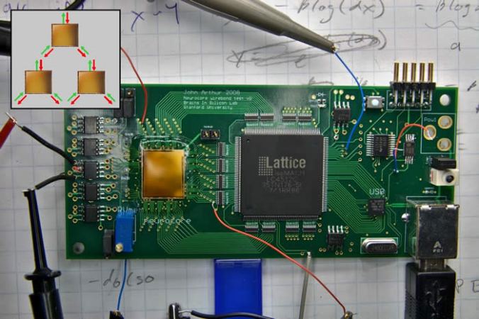 Digital Rat Brain Spontaneously Develops Organized Neuron Patterns