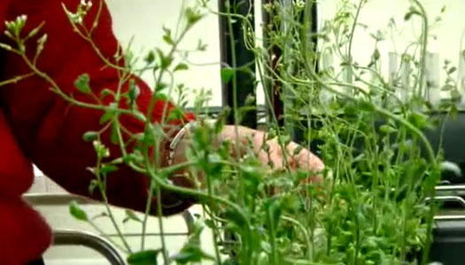 DARPA’s Brain-Controlled Robotic Arm Fast-Tracked, Could Be Available in Just Four Years