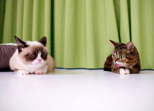 Facial Recognition: Now Helping You Find Hot Dates, Cute Pets