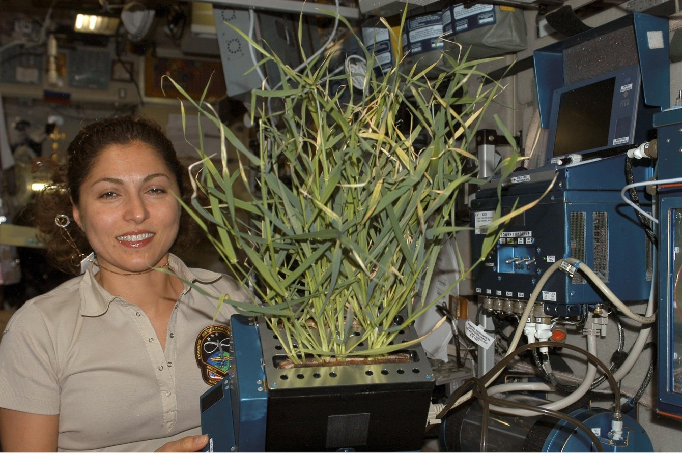 How Do Plants Grow In Zero Gravity?