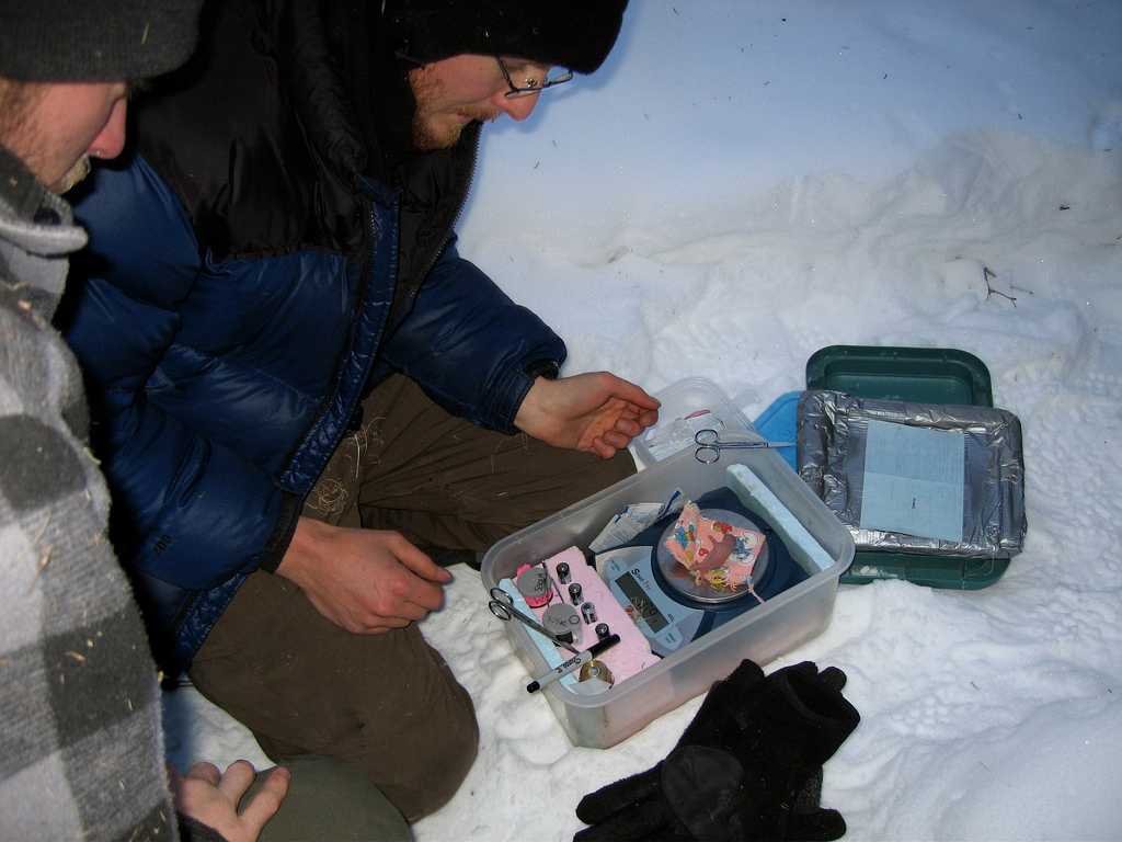 squirrel pup getting weighed