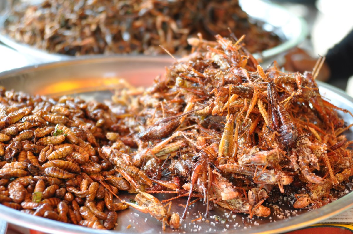 Edible Innards The Rise Of The Incredible Edible Insect