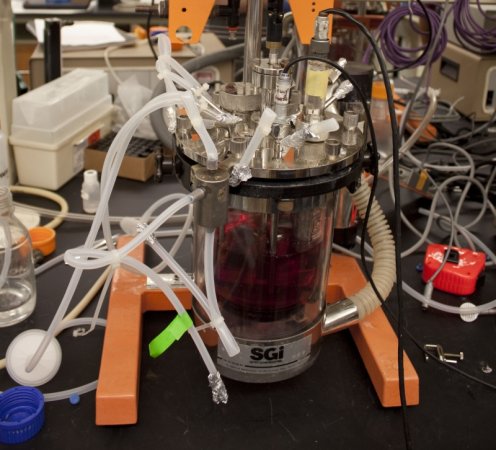 Dutch Scientists Grow First Pork Meat In Lab